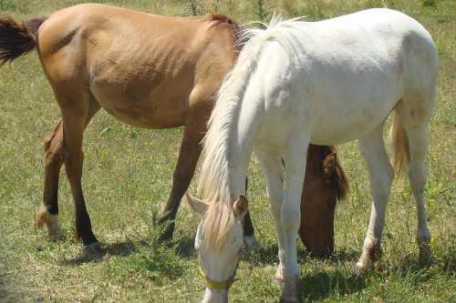 Animales De Granja