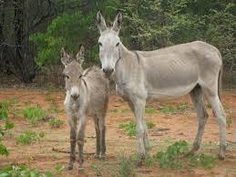 Burros