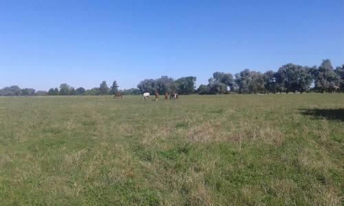 Caballos Mansos Para Paseo, Salto Y Polo