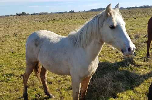 Hermosa Potranca Baya Criolla Pura. Excelente Pedigree