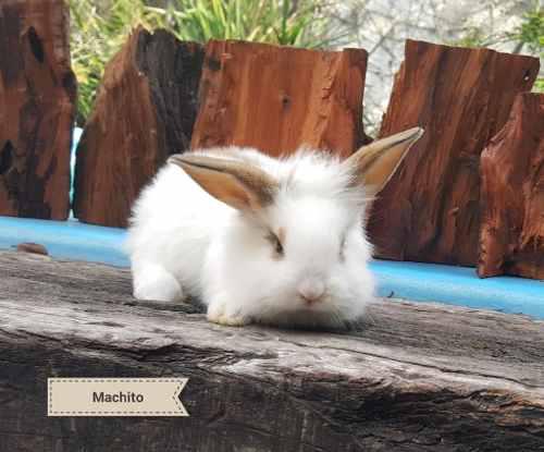 Holland Lop Y Cabeza De Leon Varios Tonos