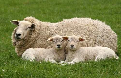 Ovejas Corderos Carneros Texel Vivos T/los Quilajes