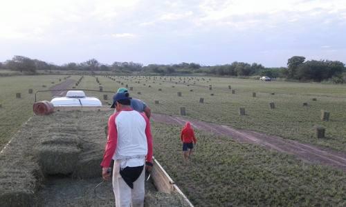 Venta De Alfalfa De Primera Calidad El Rural