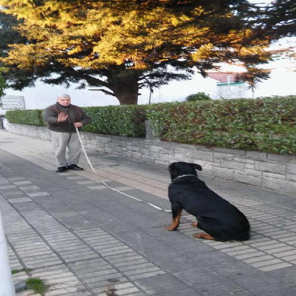 Adiestramiento canino escuela de canes mar del plata en Mar