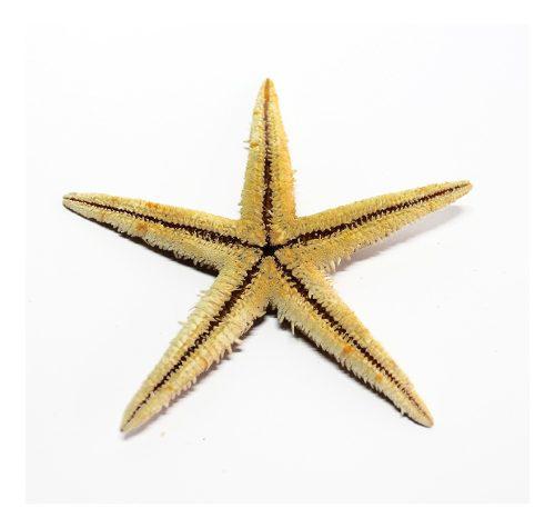 Estrella De Mar X 5 Unidades