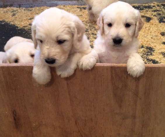 Beautiful standard labradoodle puppies ready en Albardón