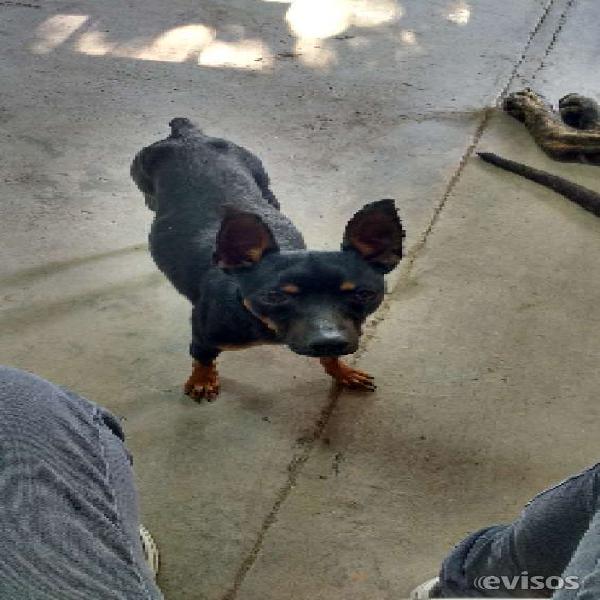 Cachorras pincher vendo en Tunuyán