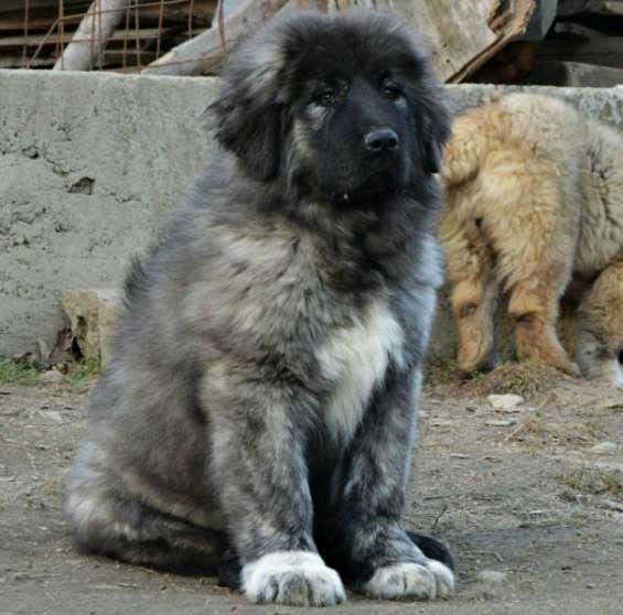Cachorro pastor del cáucaso en San Miguel