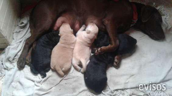 Cachorros labradores retrieve en Maipú