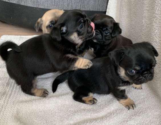 Hermosas chicas pug cachorros en Villa Mugueta