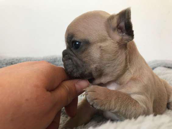 Impresionantes cachorros de bulldog francés en El Potrillo