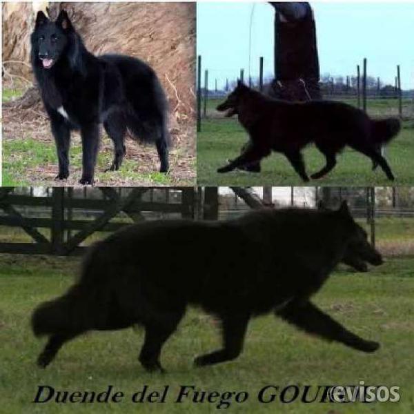 Ovejero belga y chihuahua en Paso del Rey