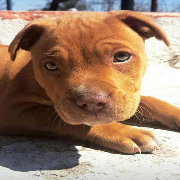 American Pitbull Terrier. Cachorro