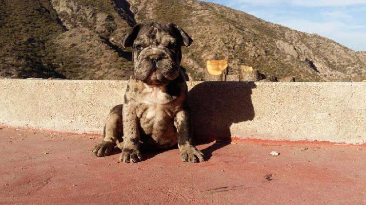 Bulldog ingles merle UNICO EN EL MERCADO