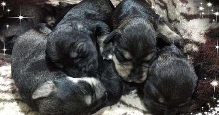 Cachorrito Schnauzer Mini