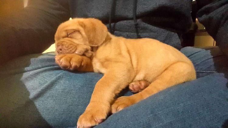 Cachorros Dogo de Burdeos con Libreta