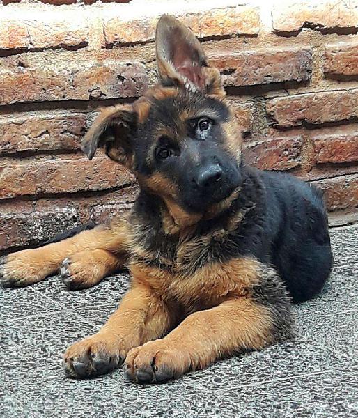 Cachorros Ovejero Alemán