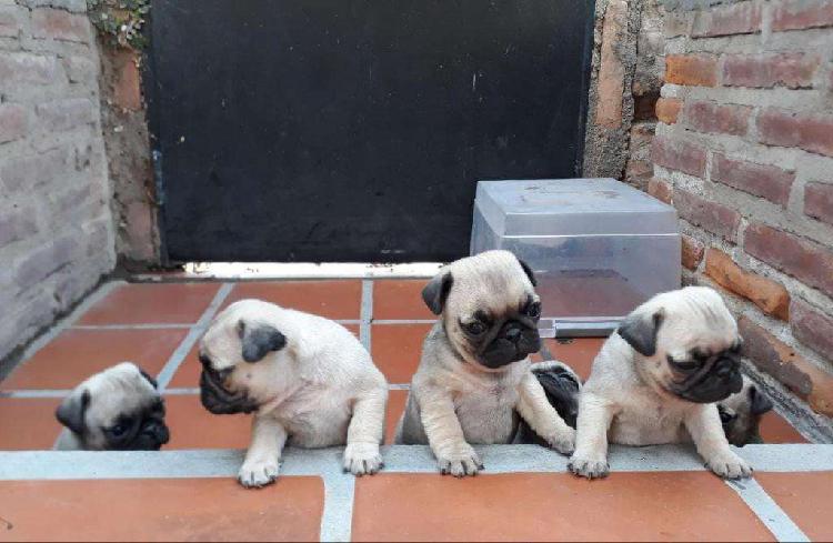 Cachorros Pug