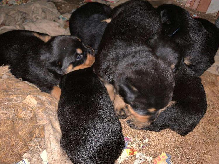 Cachorros Rottweiler