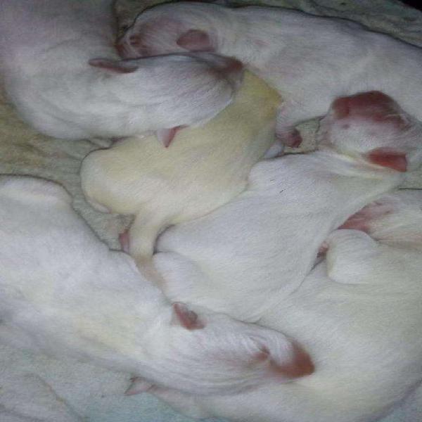 Cachorros de Bull Terrier