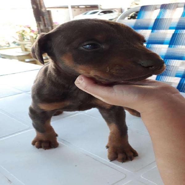 Cachorros dobermann