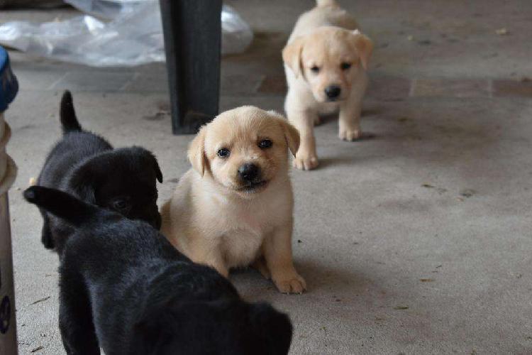 Cachorros labrador 40 dias