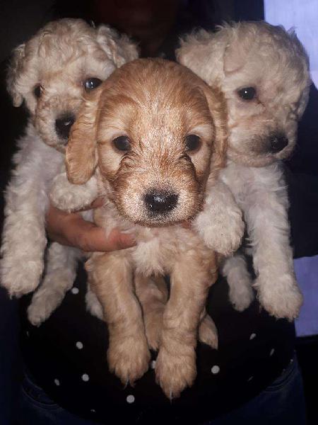 Caniche Cachorros