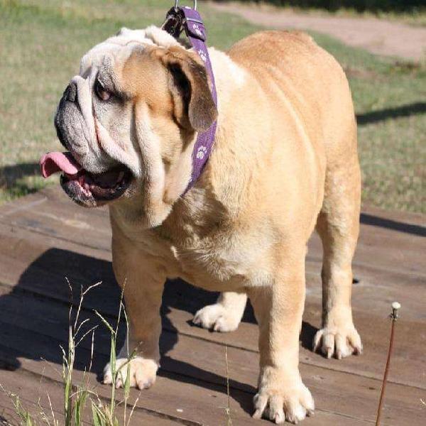 MACHO BULLDOG INGLES HERMOSO BUSCA NOVIA !