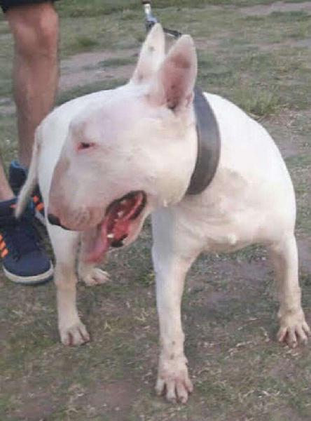 Macho Bull Terrier para Servicio