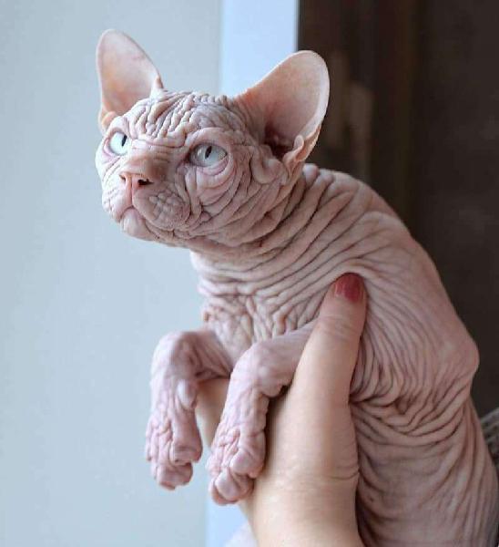 Majestuosa gatita Sphynx ESFINGE