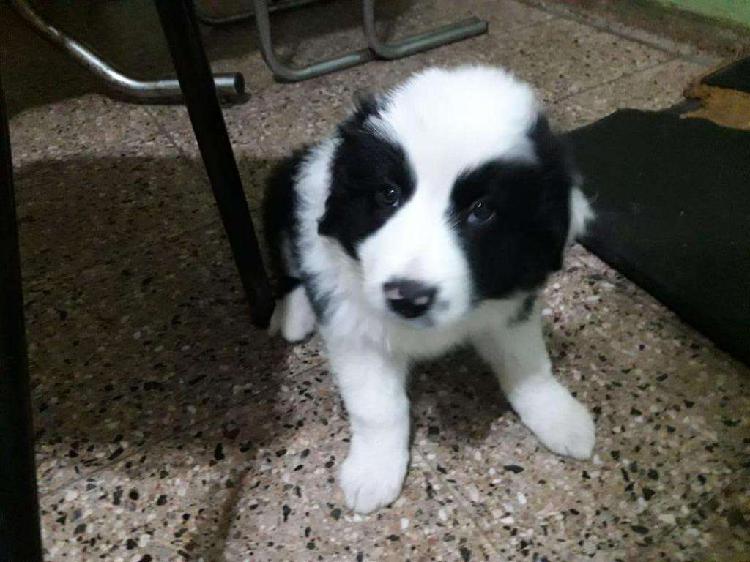 Perros Border Collie