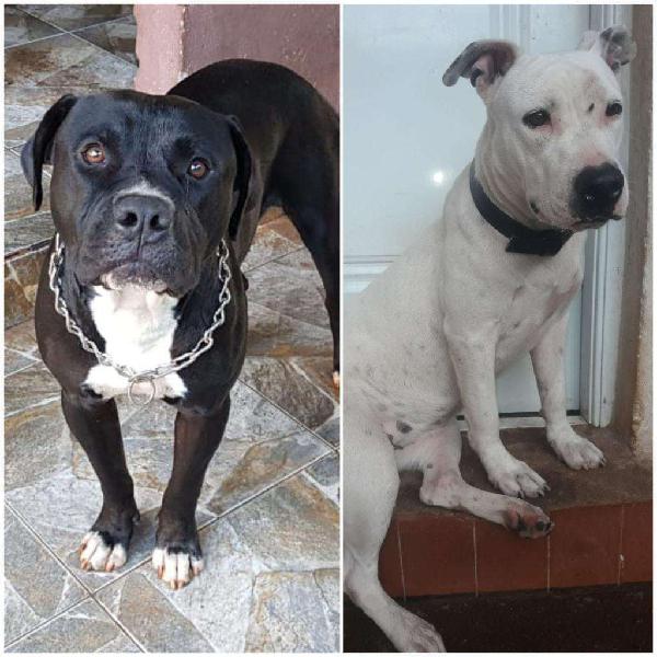 Pitbull a La Venta