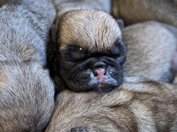 Pug Carlino