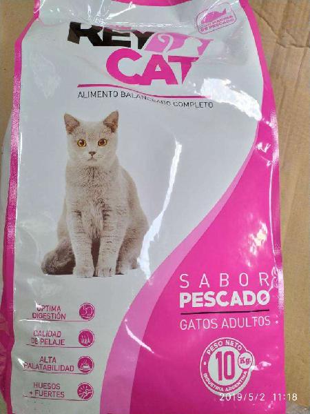 Rey Cat