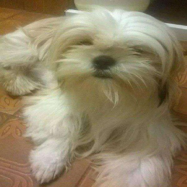 Shih Tzu con FCA