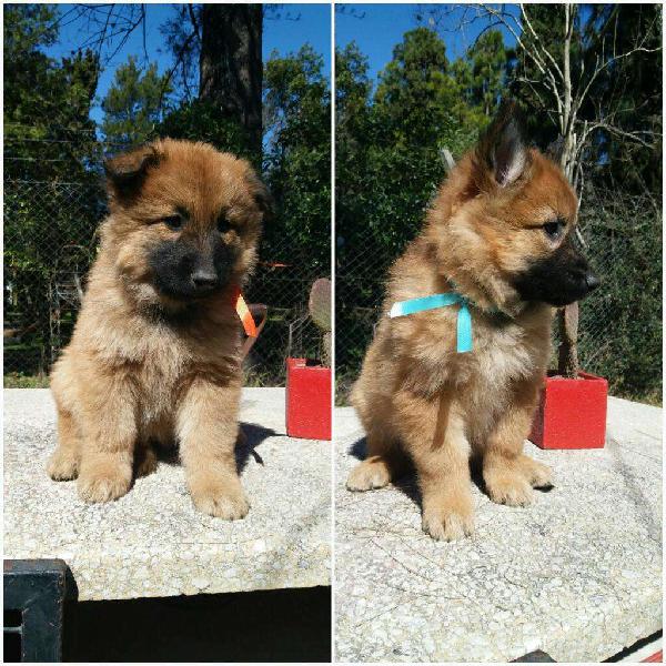 Vendo Cachorras Belgas Terviurer