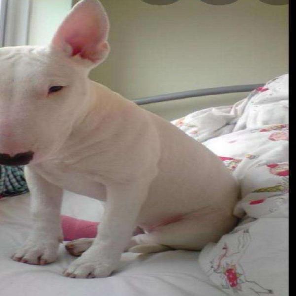 Cachorra Bullterrier