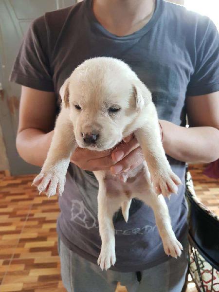 Cachorros Labrador