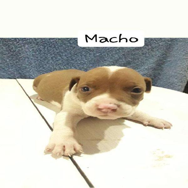 Cachorros Pitbull