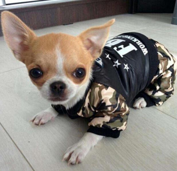 Chihuahua Mini Macho