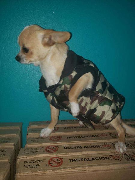 Chihuahua Ofrece Sus Servicios