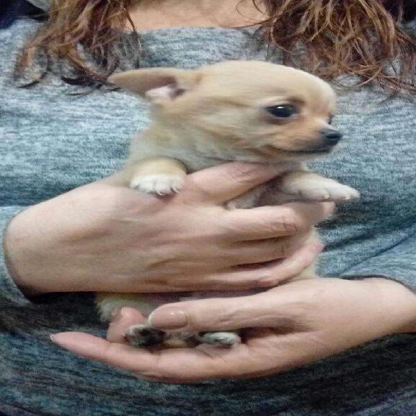 Chihuahuas 3416442950