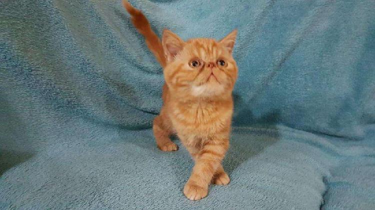 Gato Persa, exótico y rojo, macho, casi sin nariz. Vacunado