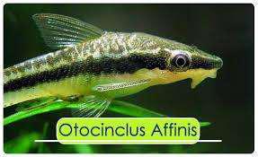 Otocinclo Afinis X 10 Peces