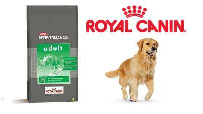 Performance 20kg Envios sin cargo Royal Canin