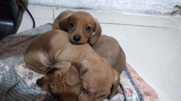 Salchicha Mini Cachorros Hermosos Caba