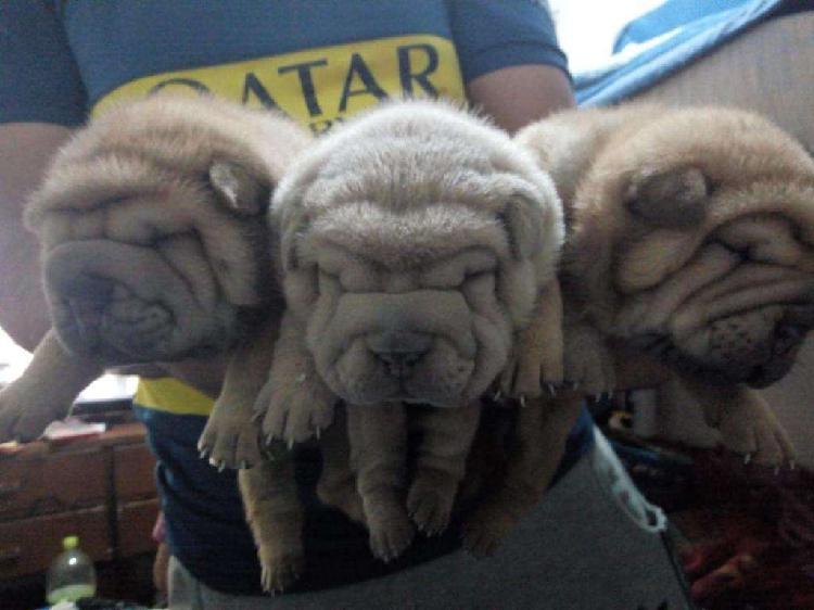 Shar Pei Hembras