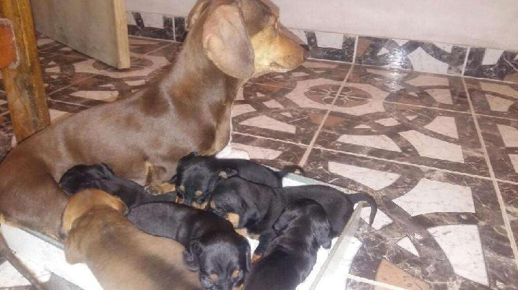 Vendo Perros Salchichas 6 Septi Se entre