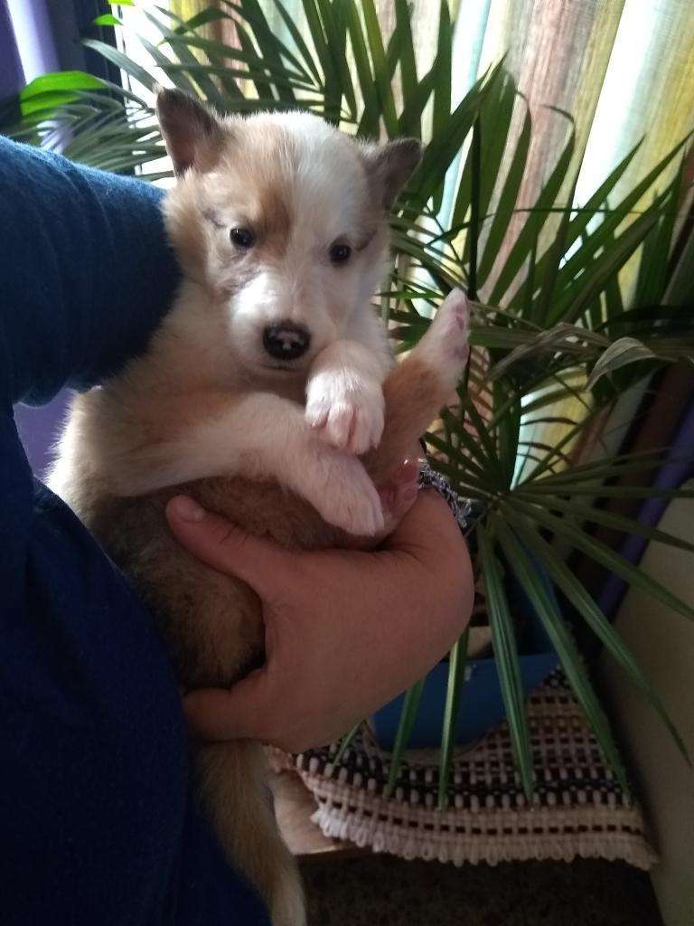 Cachorro Collie