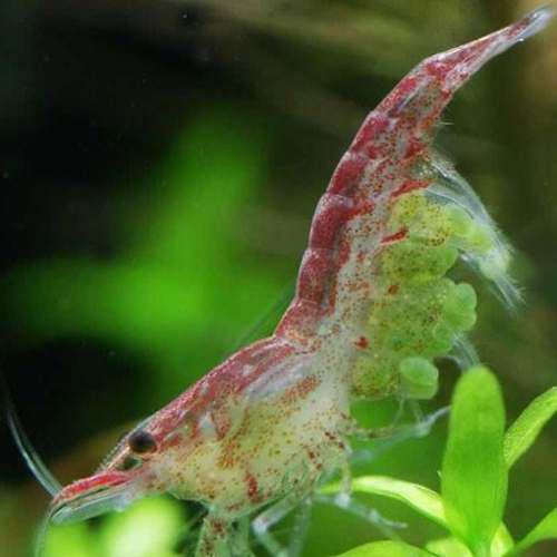 Camarones Cherry Acuario